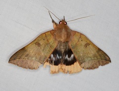 Thyas juno
