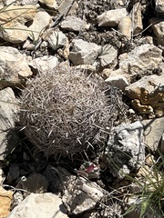 Coryphantha echinus