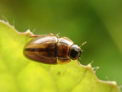 Enochrus
