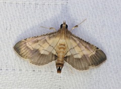 Cnaphalocrocis
