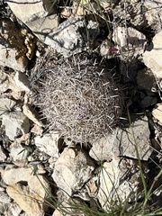 Coryphantha echinus