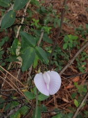 Centrosema arenicola