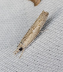 Culladia hastiferalis