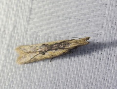 Dichomeris ochthophora