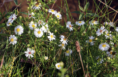 Symphyotrichum boreale