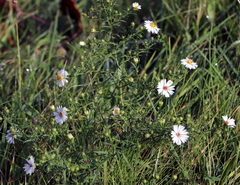 Symphyotrichum boreale