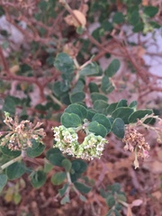 Euphorbia tomentulosa