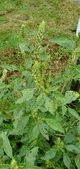 Amaranthus hybridus