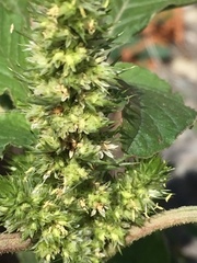 Amaranthus retroflexus