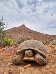 Stigmochelys pardalis
