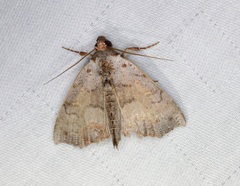 Hyperlopha compactilis