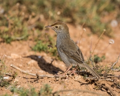 Cisticola fulvicapilla