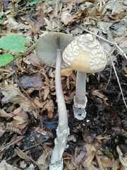 Amanita ceciliae