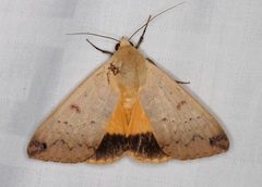Ophiusa disjungens