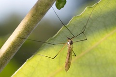 Tricyphona