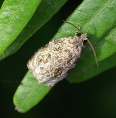 Phaecasiophora leechi