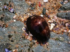 Monetaria caputserpentis