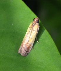 Piesmopoda semilutea