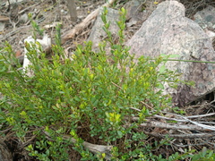Phyllanthus striaticaulis