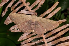 Ruttellerona pseudocessaria
