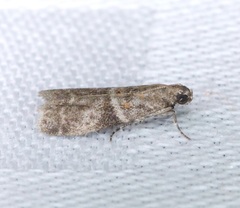 Sacculocornutia