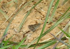 Taractrocera maevius