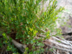 Phyllanthus striaticaulis