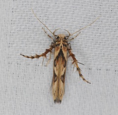Stathmopoda stimulata