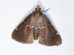 Stemmatophora joiceyi