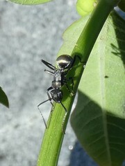 Polyrhachis ammon