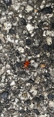 Trombidiformes