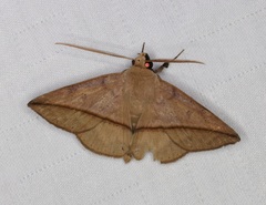 Ugia purpurea