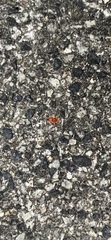 Trombidiformes