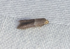 Blastobasis divulgata