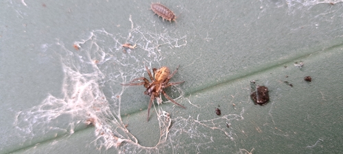 Amaurobius fenestralis Group