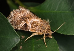 Callopistria flavitincta