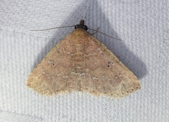 Cerynea punctilinealis