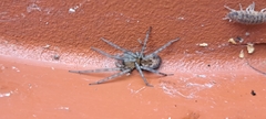 Amaurobius