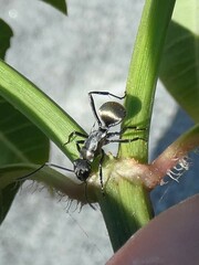 Polyrhachis ammon