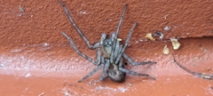Amaurobius
