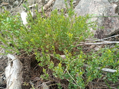 Phyllanthus striaticaulis