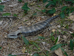 Tiliqua scincoides
