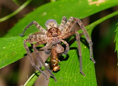 Heteropoda cervina