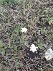 Cephalaria transsylvanica