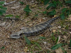 Tiliqua scincoides