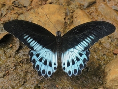Papilio polymnestor