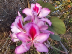Bauhinia variegata
