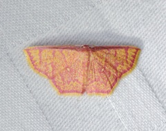 Chrysocraspeda miniosa