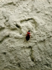 Stenolophus teutonus