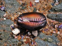 Monetaria caputserpentis